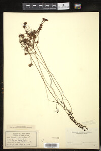 Drosera rotundifolia image