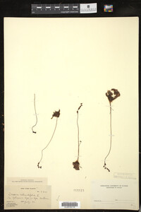 Drosera rotundifolia image