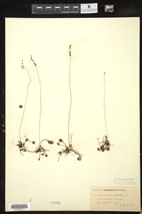 Drosera rotundifolia image