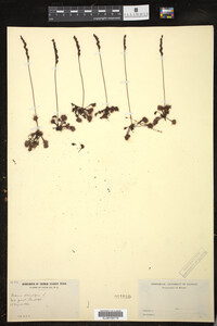 Drosera rotundifolia image