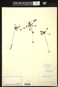 Drosera rotundifolia image
