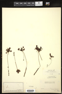 Drosera rotundifolia image