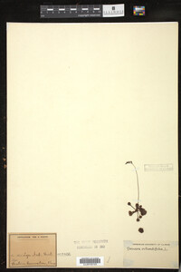 Drosera rotundifolia image