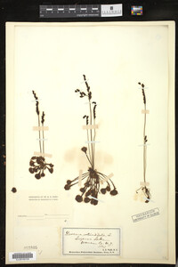 Drosera rotundifolia image