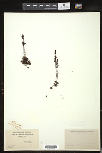 Drosera rotundifolia image