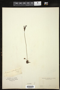 Drosera rotundifolia image