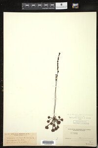 Drosera rotundifolia image