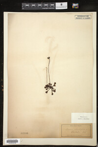 Drosera rotundifolia image