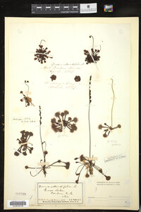 Drosera rotundifolia image