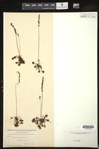 Drosera rotundifolia image