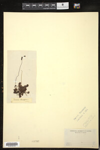 Drosera rotundifolia image