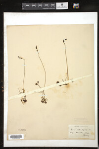 Drosera rotundifolia image