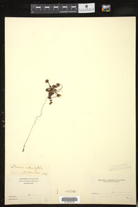 Drosera rotundifolia image