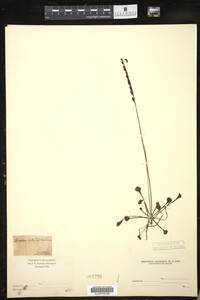 Drosera rotundifolia image
