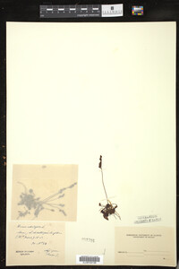 Drosera rotundifolia image