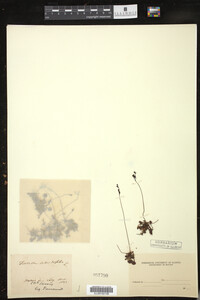 Drosera rotundifolia image