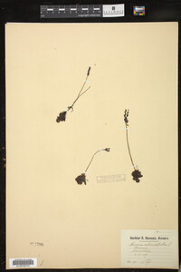 Drosera rotundifolia image