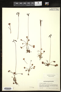 Drosera rotundifolia image