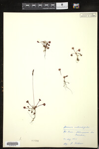 Drosera rotundifolia image