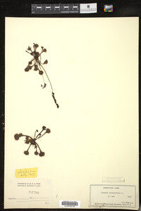 Drosera rotundifolia image