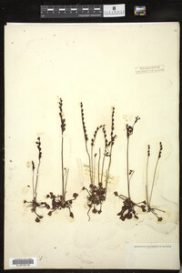 Drosera rotundifolia image