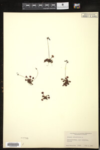 Drosera rotundifolia image