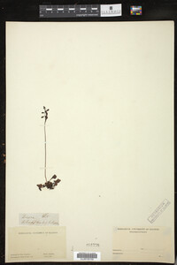 Drosera rotundifolia image