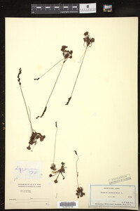 Drosera rotundifolia image