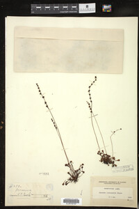 Drosera intermedia image