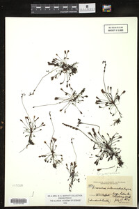 Drosera intermedia image
