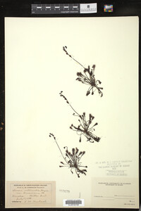 Drosera intermedia image