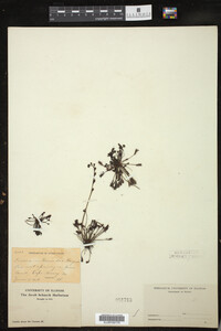 Drosera intermedia image