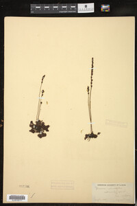 Drosera rotundifolia image