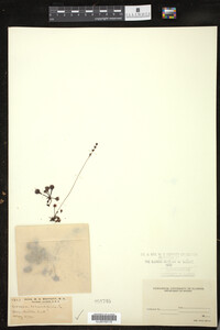 Drosera rotundifolia image