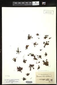 Drosera rotundifolia image