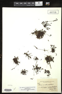 Drosera rotundifolia image