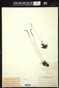 Drosera rotundifolia image