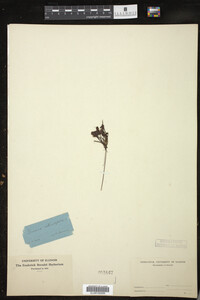 Drosera rotundifolia image