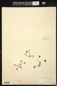 Drosera rotundifolia image