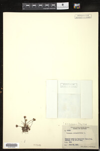 Drosera rotundifolia image