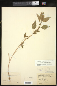Acalypha rhomboidea image