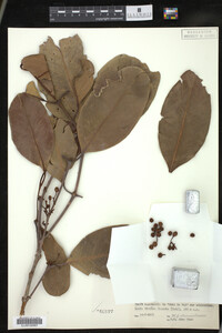 Image Associated With the Occurrence