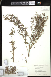 Image Associated With the Occurrence