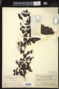 Image Associated With the Occurrence