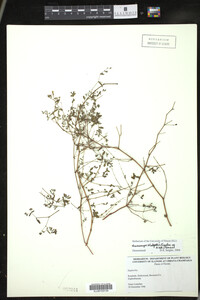 Image of Euphorbia blodgettii