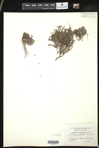 Euphorbia capitellata image