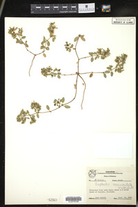 Image of Euphorbia carunculata