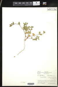 Euphorbia carunculata image