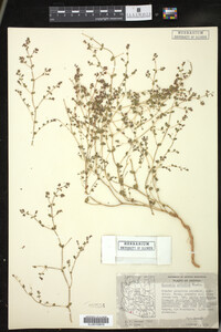 Image of Euphorbia arizonica