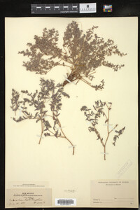 Euphorbia lata image